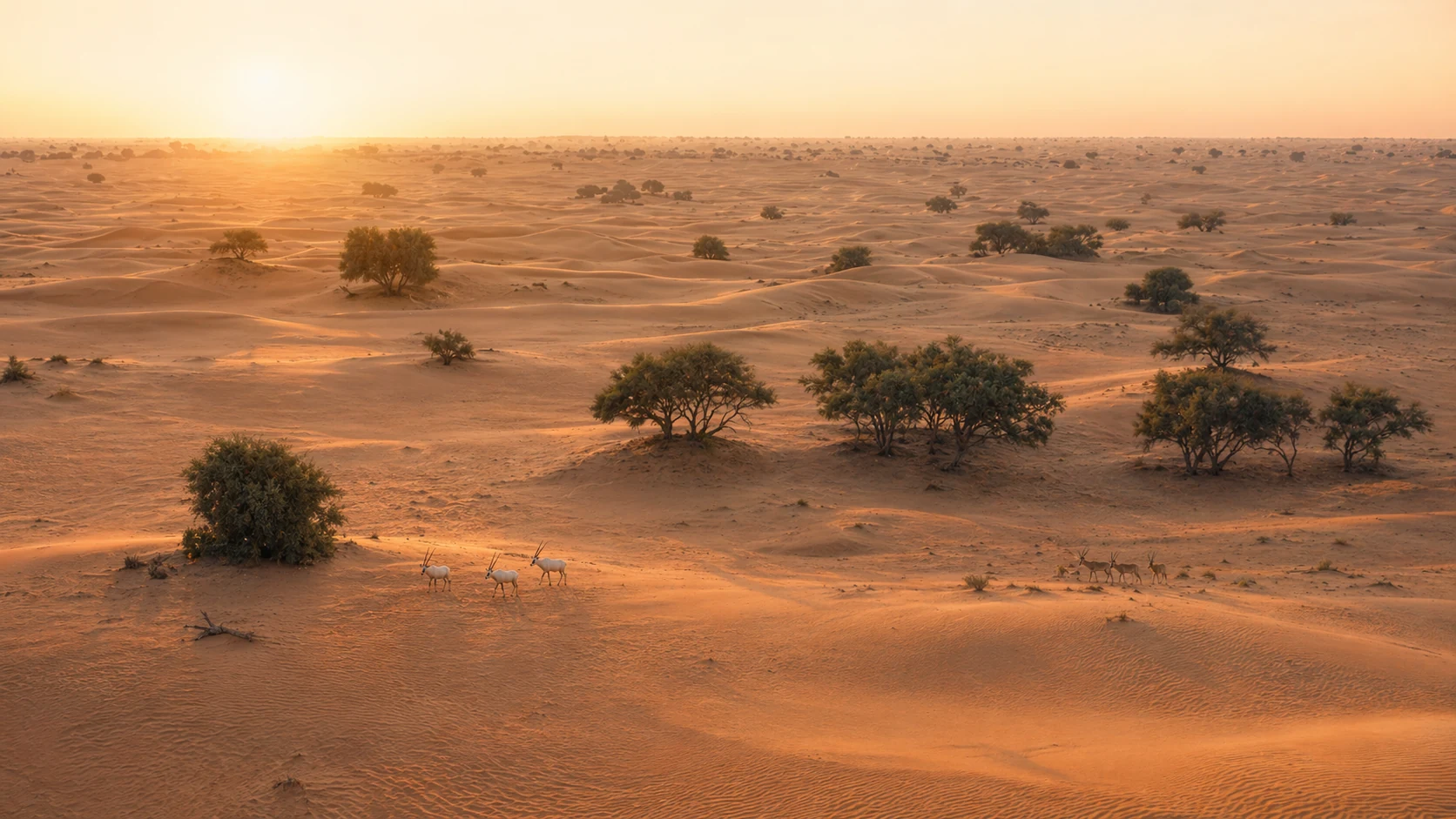 Falcon demonstration at Dubai Desert Conservation Reserve