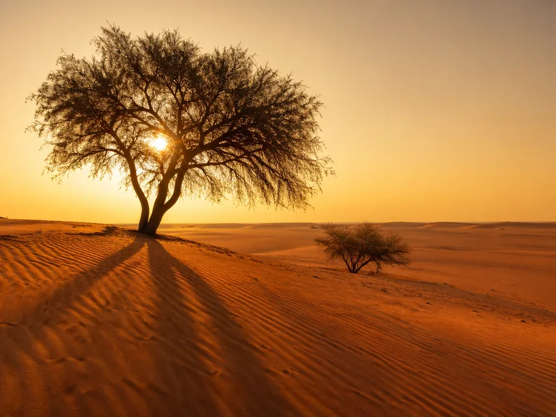 Ghaf and acacia trees in the golden light across the reserve floor