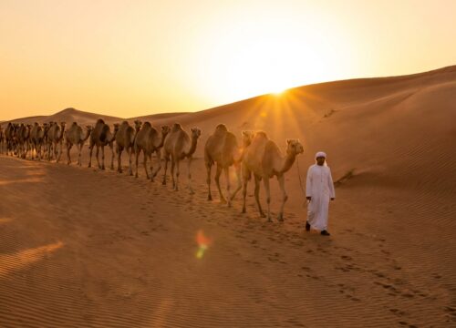 Camel Trekking Sharjah or Desert Safari Which You Choose